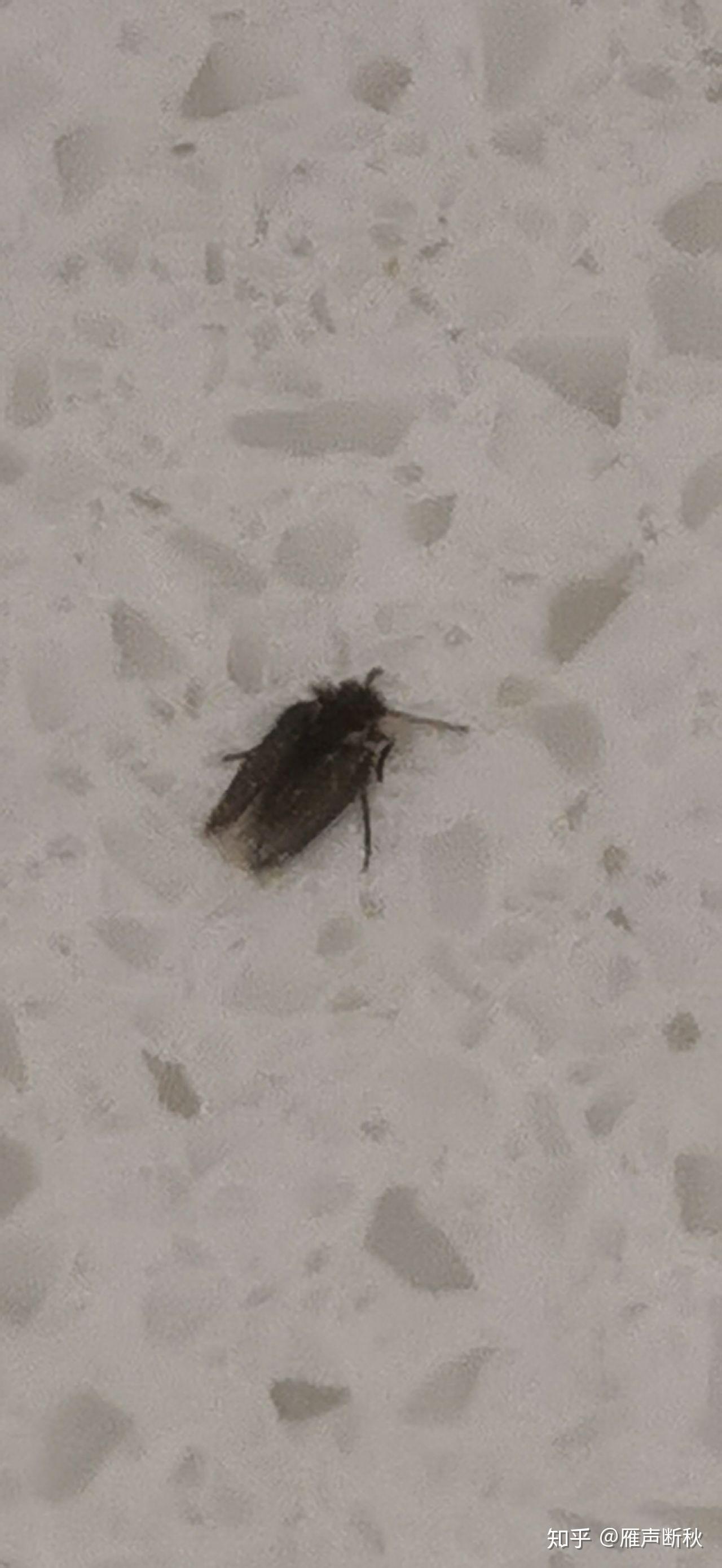 床上出现小虫子,一捏就碎,怎么处理床上出现小虫子，一捏就碎，该如何应对？