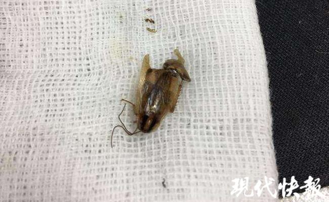 床上有那种小虫子怎么办床上有小虫子怎么办？十招应对床上虫害问题