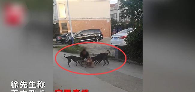 烈犬撕咬路人致死自媒体文章标题，烈犬撕咬路人致死事件引发社会关注与反思